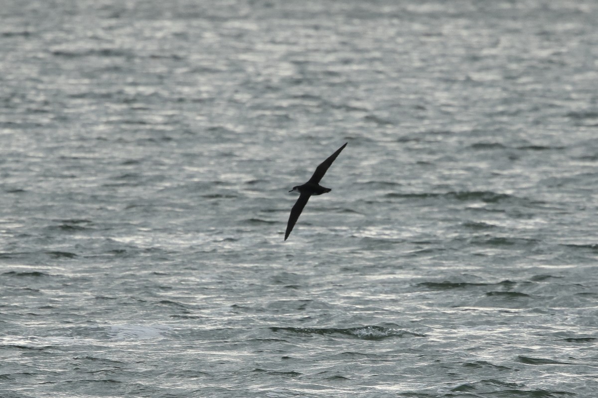 Manx Shearwater - ML641983786