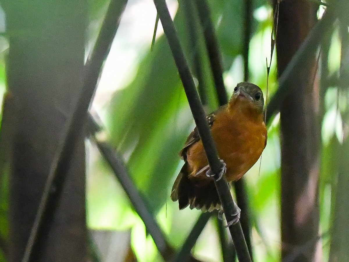 Humaita Antbird - ML641983836