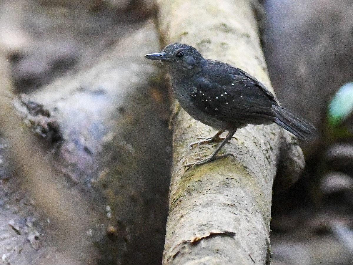 Humaita Antbird - ML641983837