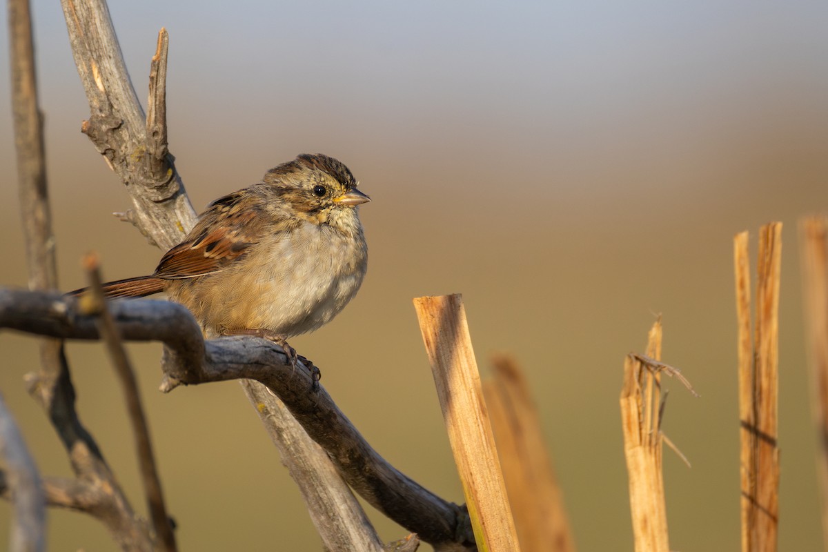 Swamp Sparrow - ML641983851
