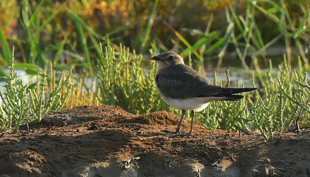 Collared Pratincole - ML641983856