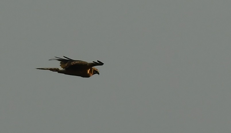 Pallid Harrier - ML641983870
