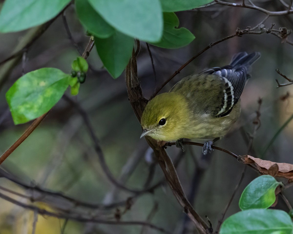 Bay-breasted Warbler - ML641983871