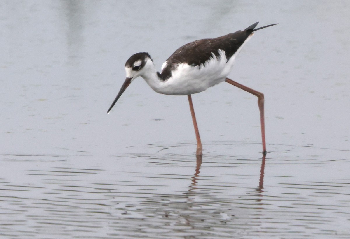 Black-necked Stilt - ML641983912