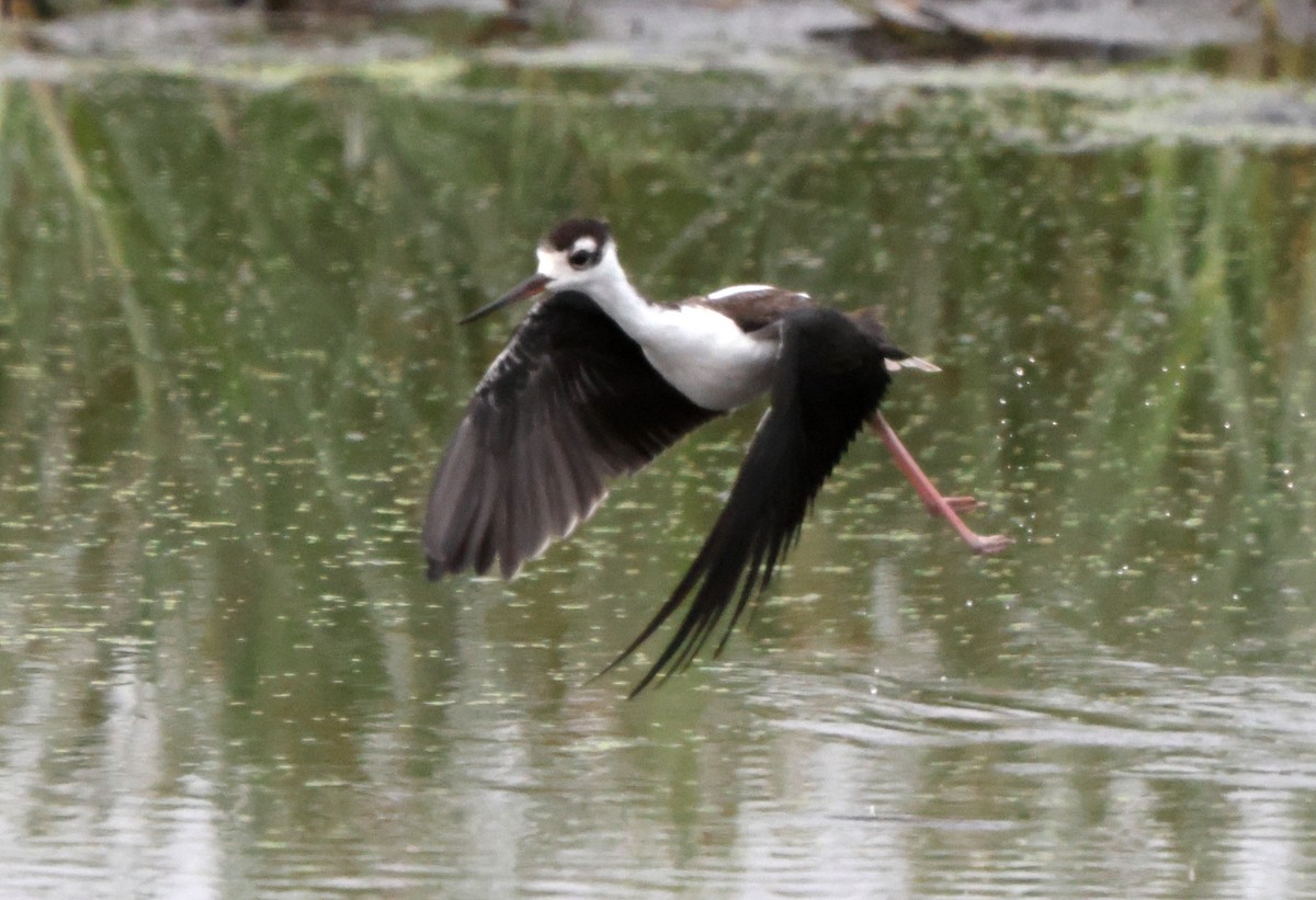 Black-necked Stilt - ML641983913