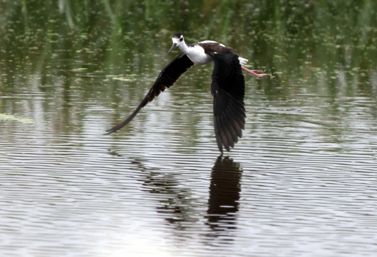 Black-necked Stilt - ML641983914