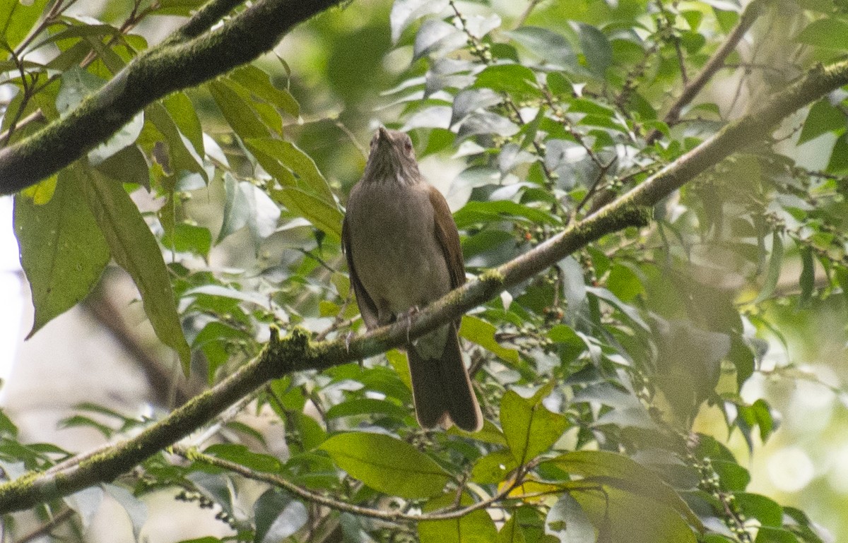 Pale-breasted Thrush - ML641983934