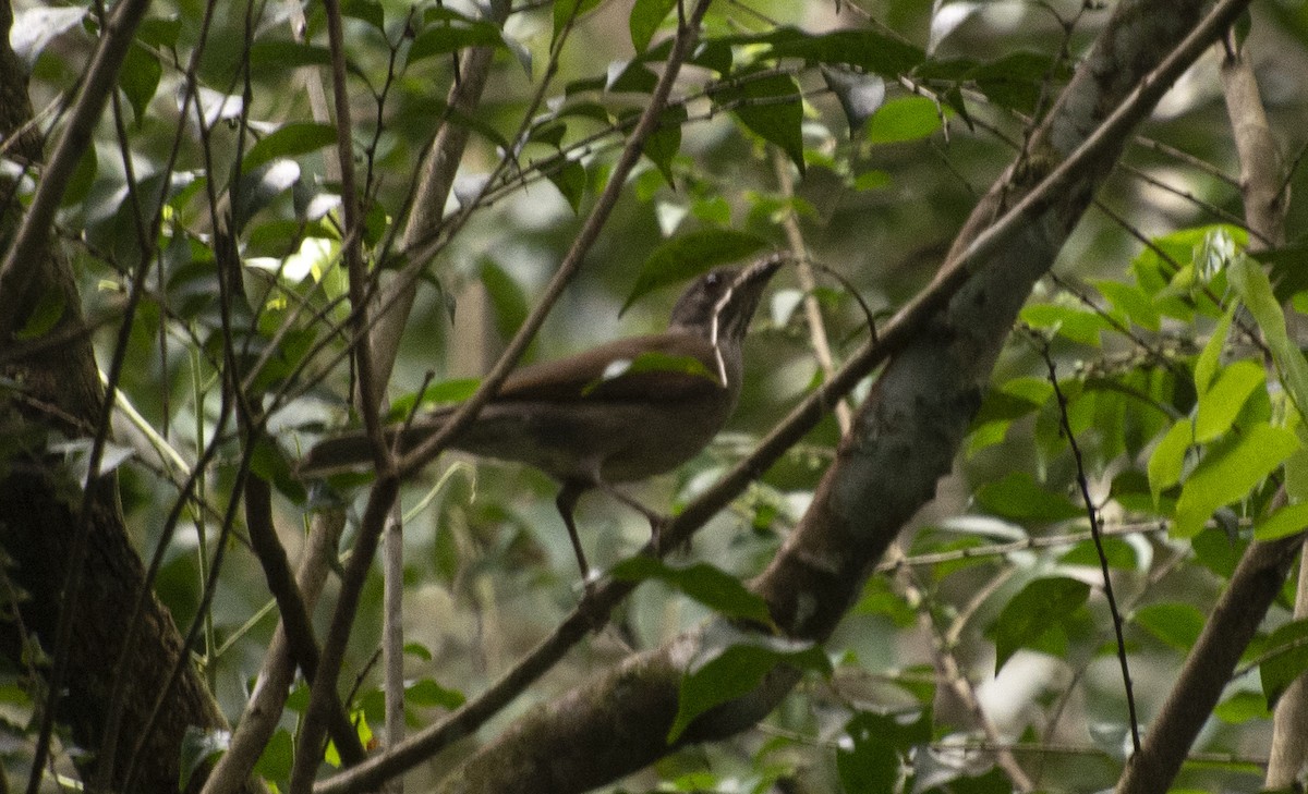 Pale-breasted Thrush - ML641983935