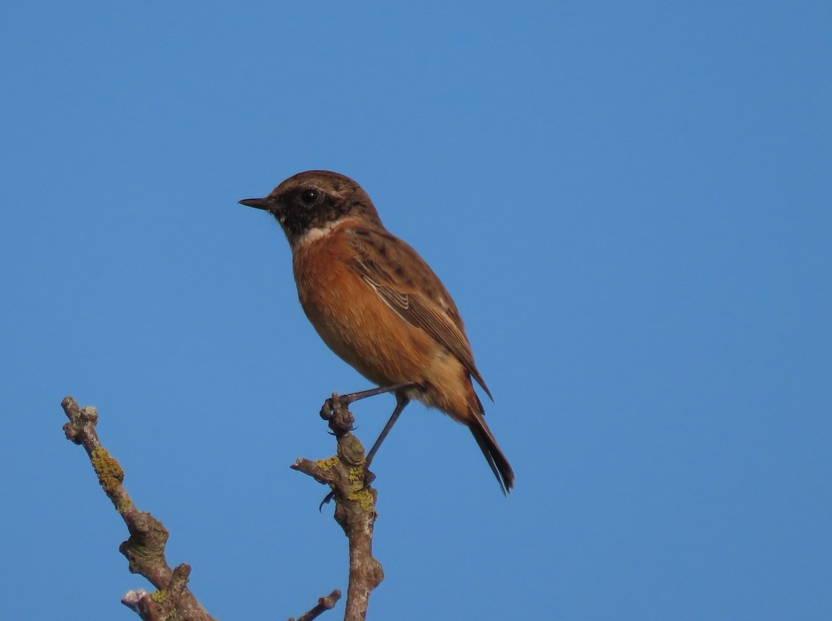 European Stonechat - ML641983938