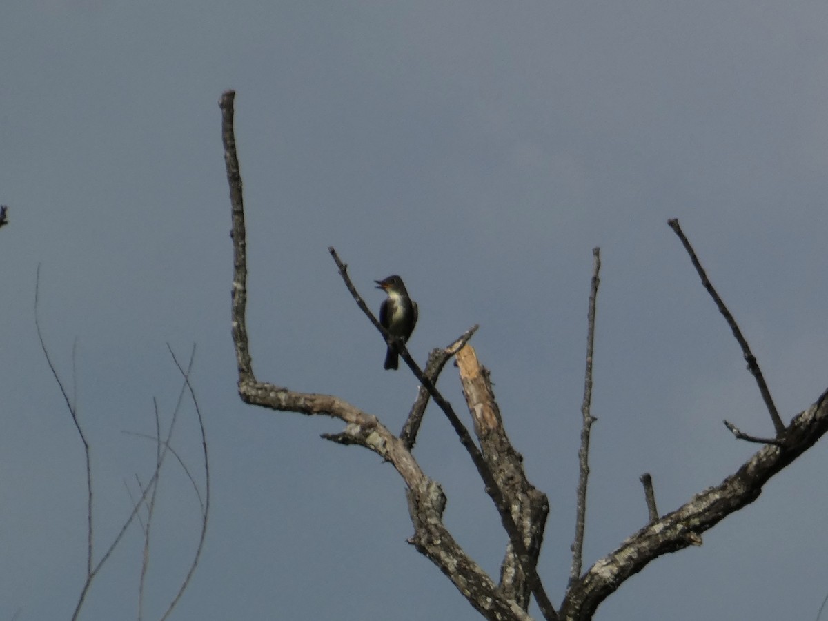 tyranovec severský - ML641983953