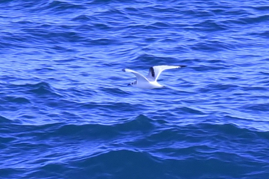 Black-legged Kittiwake - ML641983959