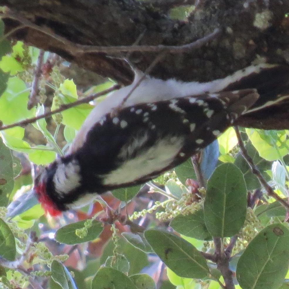 Downy Woodpecker - ML641983960