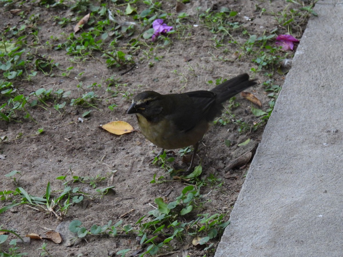 Bluish-gray Saltator - ML641983969
