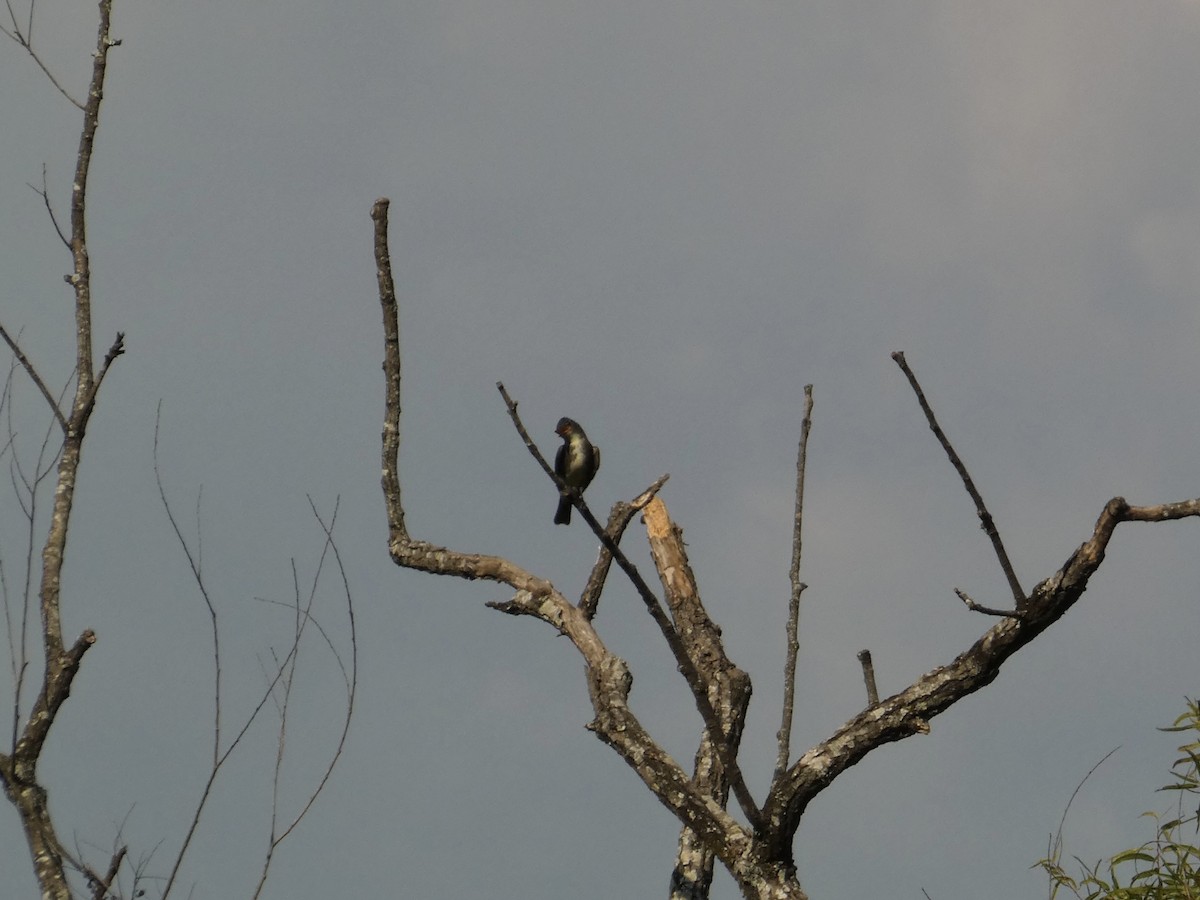 tyranovec severský - ML641983988
