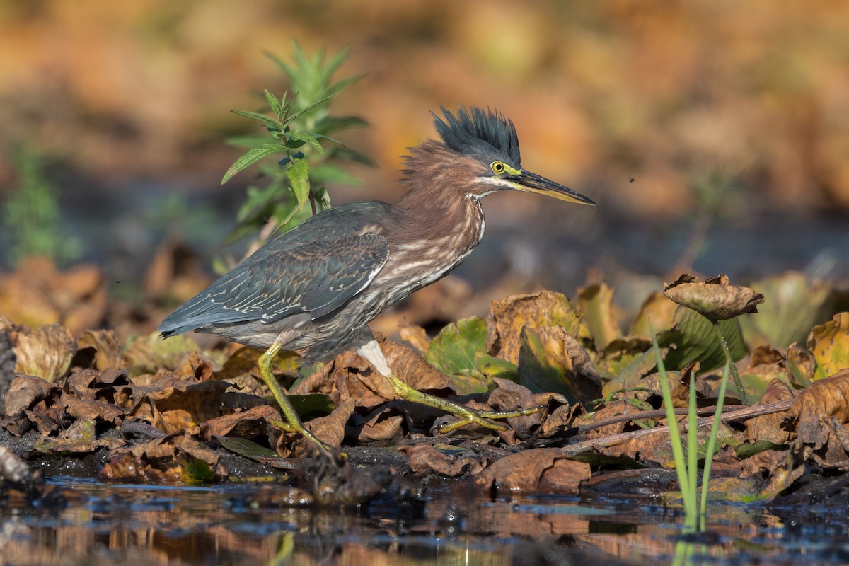 Koartzatxo berdea - ML641983989