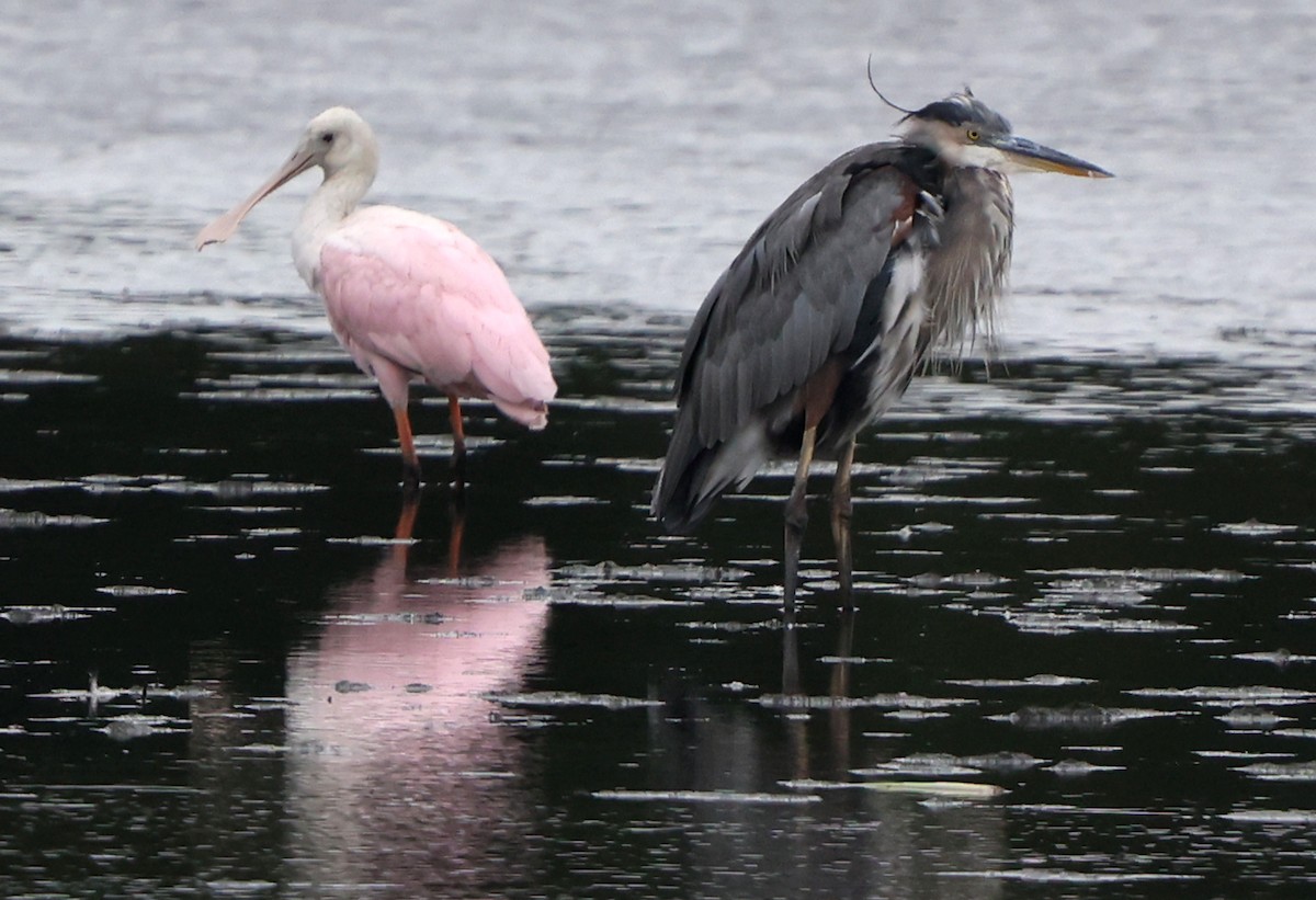 Roseate Spoonbill - ML641984009