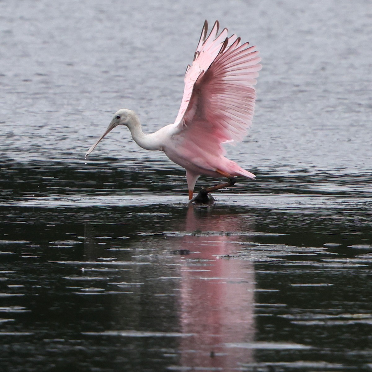 Roseate Spoonbill - ML641984010