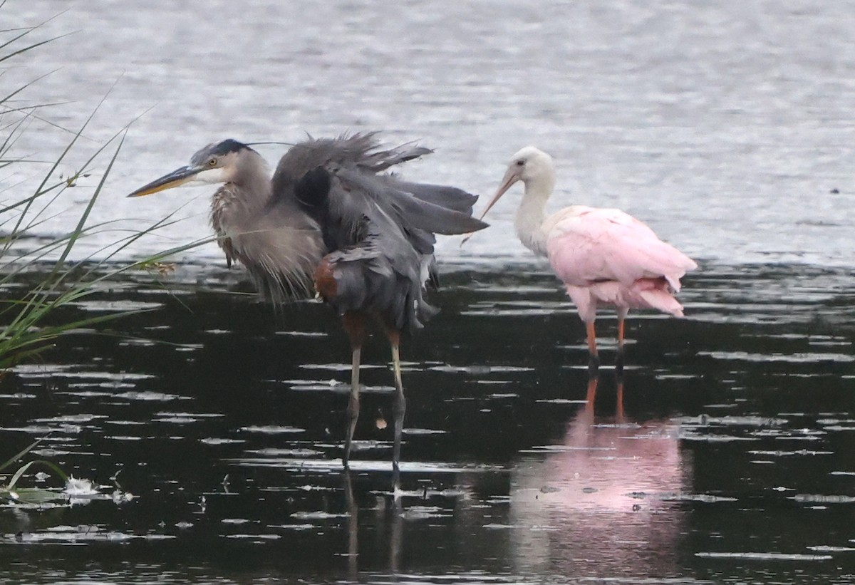 Roseate Spoonbill - ML641984011