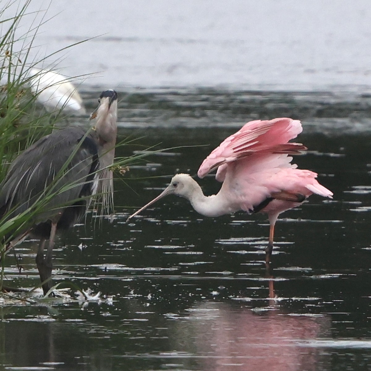 Roseate Spoonbill - ML641984012