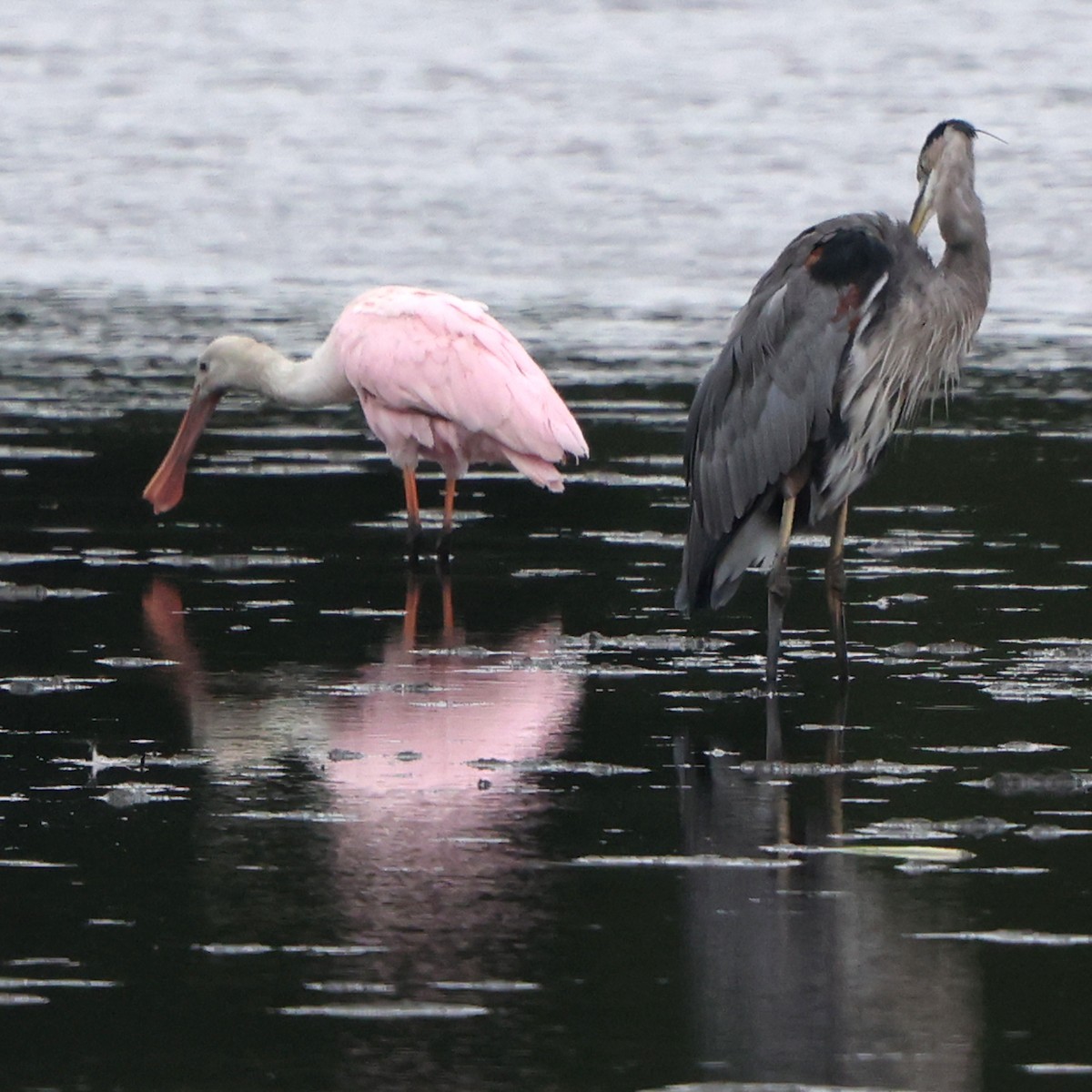 Roseate Spoonbill - ML641984013