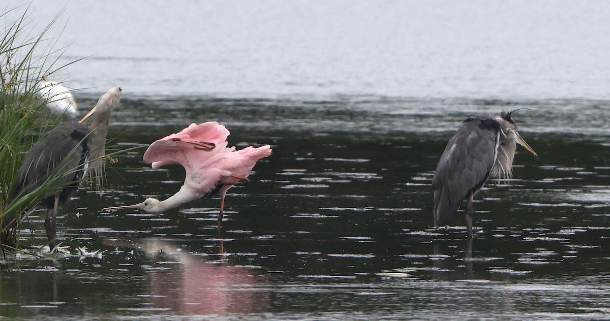 Roseate Spoonbill - ML641984014