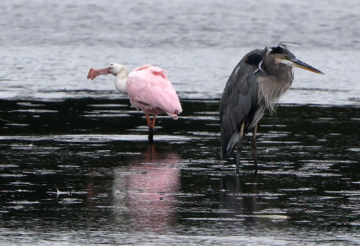 Roseate Spoonbill - ML641984015