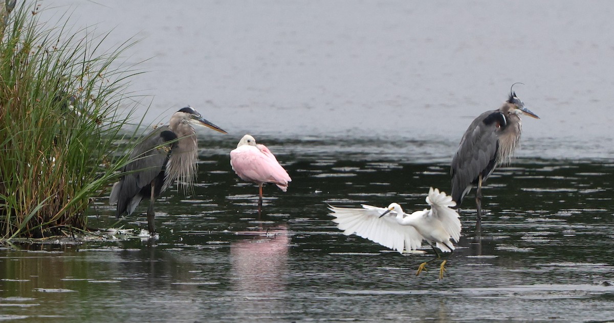 Roseate Spoonbill - ML641984016