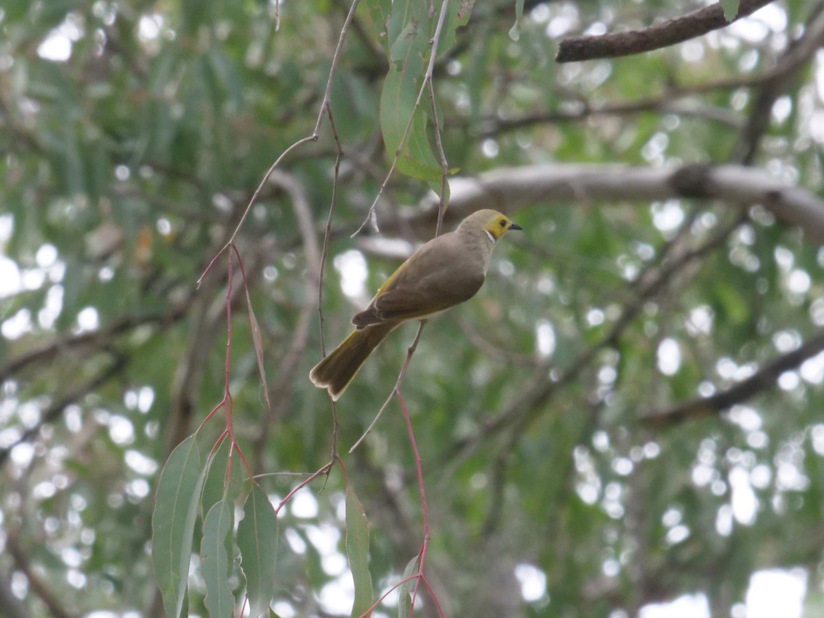 White-plumed Honeyeater - ML641984018