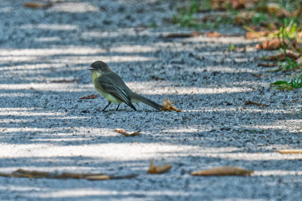Eastern Phoebe - ML641984020