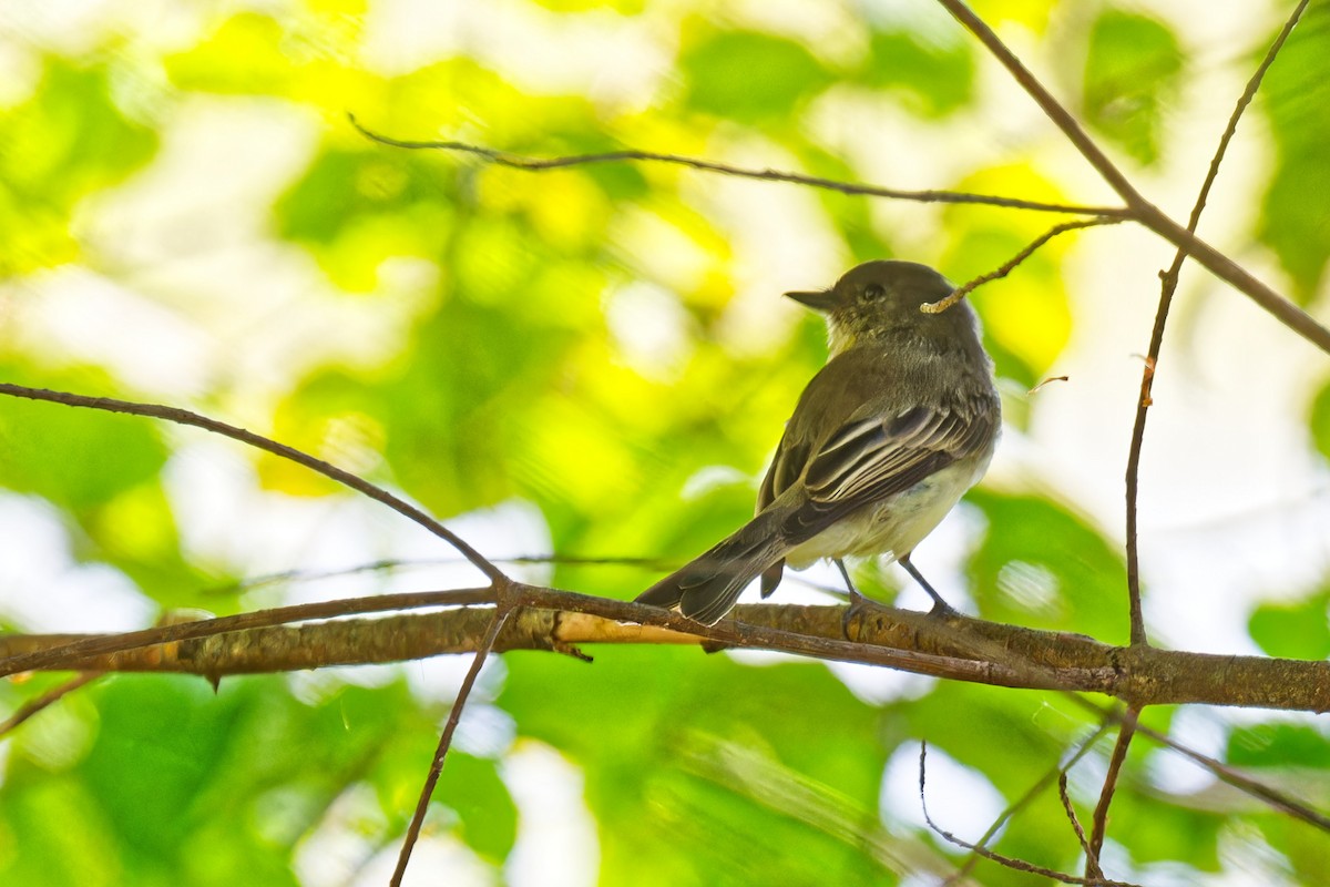 Eastern Phoebe - ML641984025
