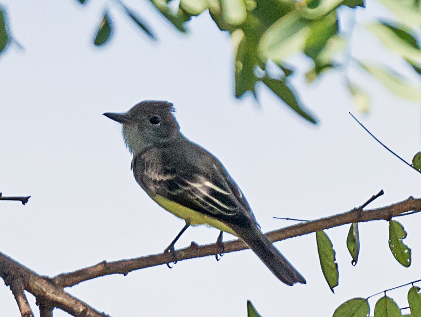 Great Crested Flycatcher - ML641984026