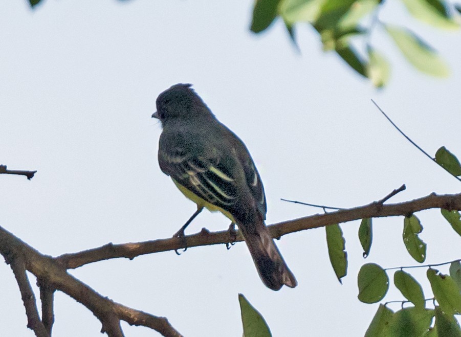 Great Crested Flycatcher - ML641984027