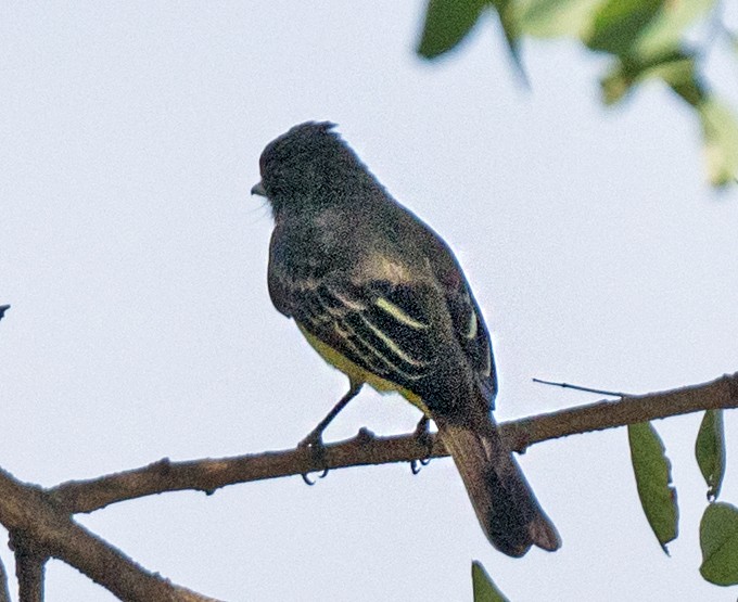 Great Crested Flycatcher - ML641984028