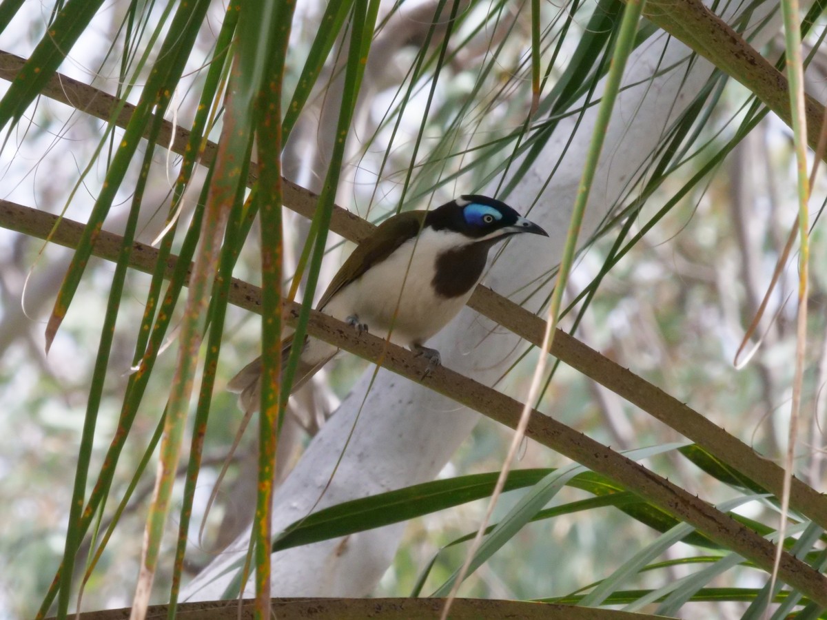 Blue-faced Honeyeater - ML641984029