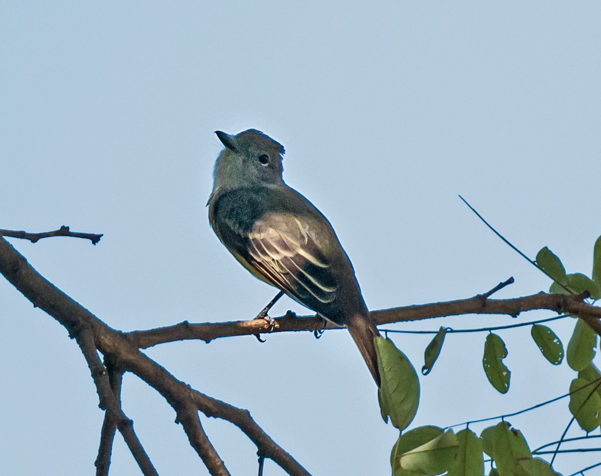 Great Crested Flycatcher - ML641984030