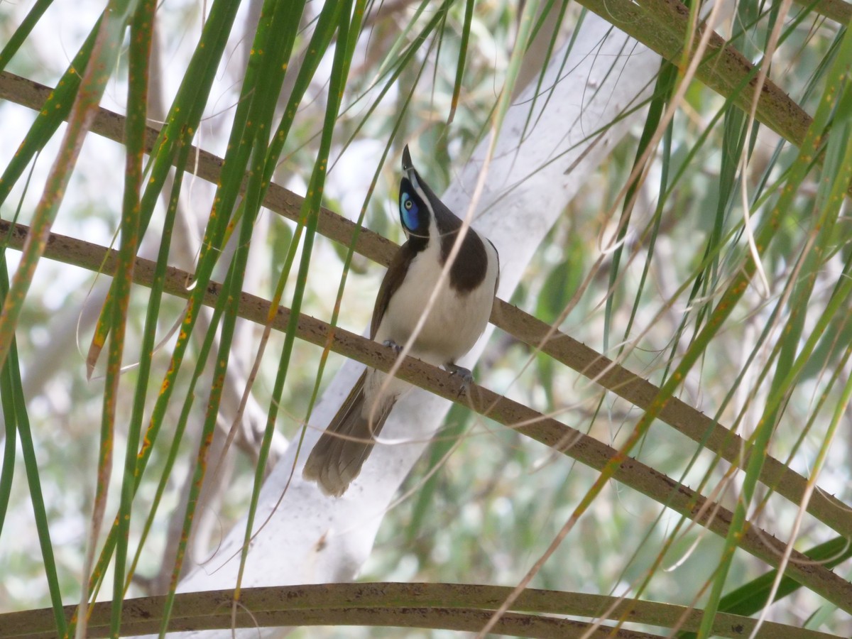 Blue-faced Honeyeater - ML641984031