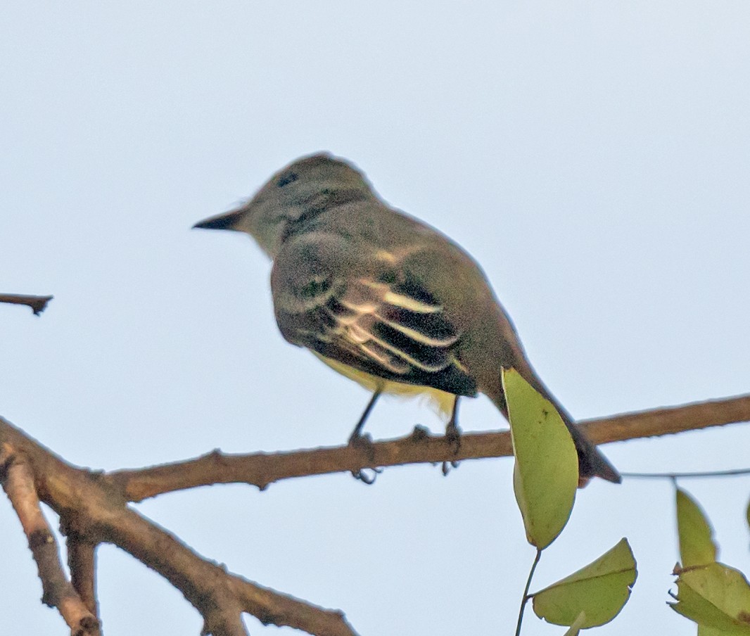 Great Crested Flycatcher - ML641984032