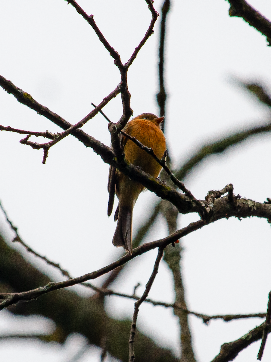 Tufted Flycatcher - ML641984033