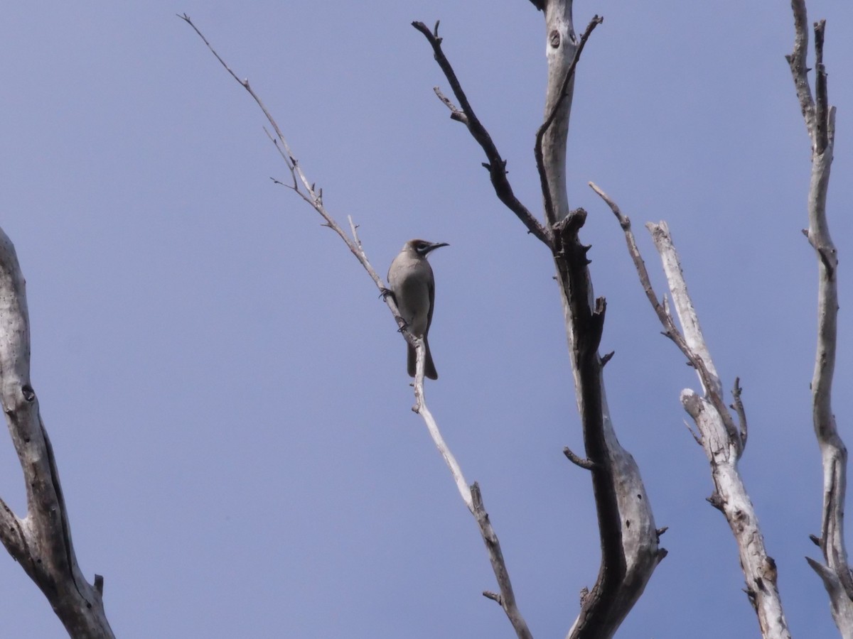 Little Friarbird - ML641984036