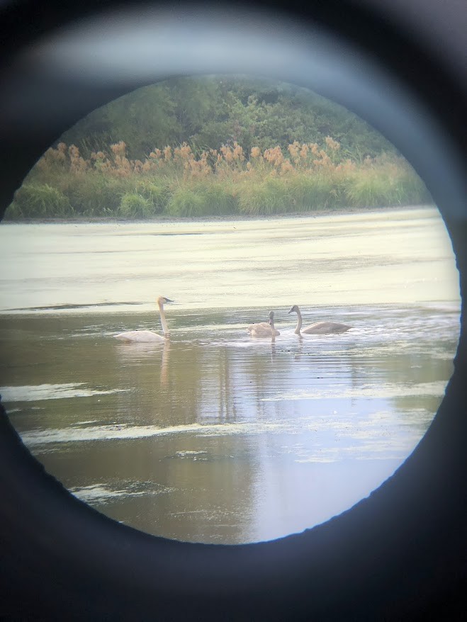 Trumpeter Swan - ML641984039