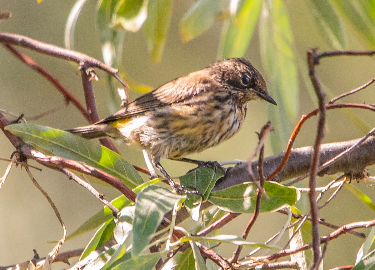 Yellow-rumped Warbler - ML641984040