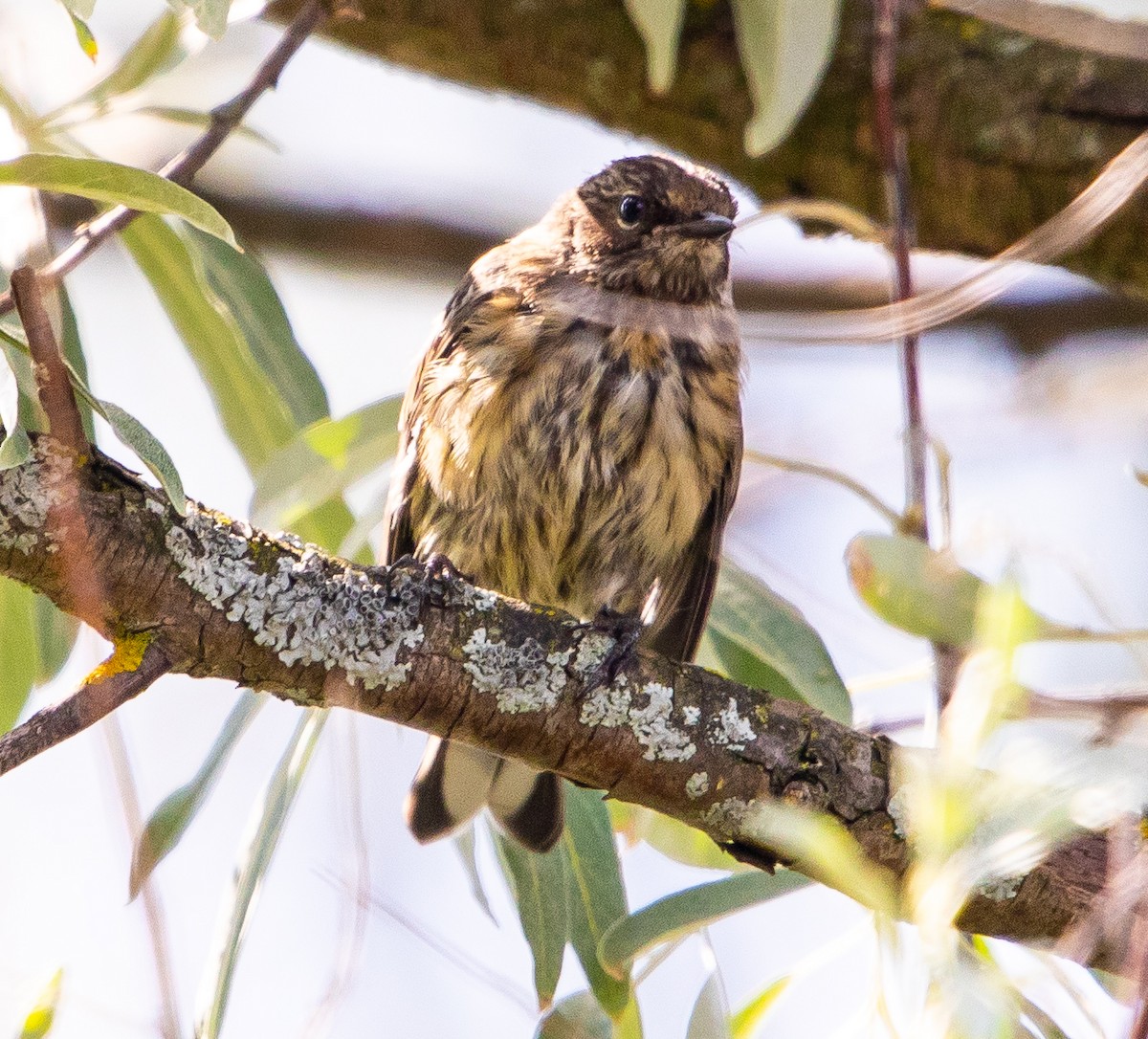 Yellow-rumped Warbler - ML641984041