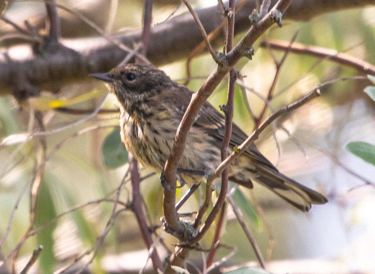 Yellow-rumped Warbler - ML641984042
