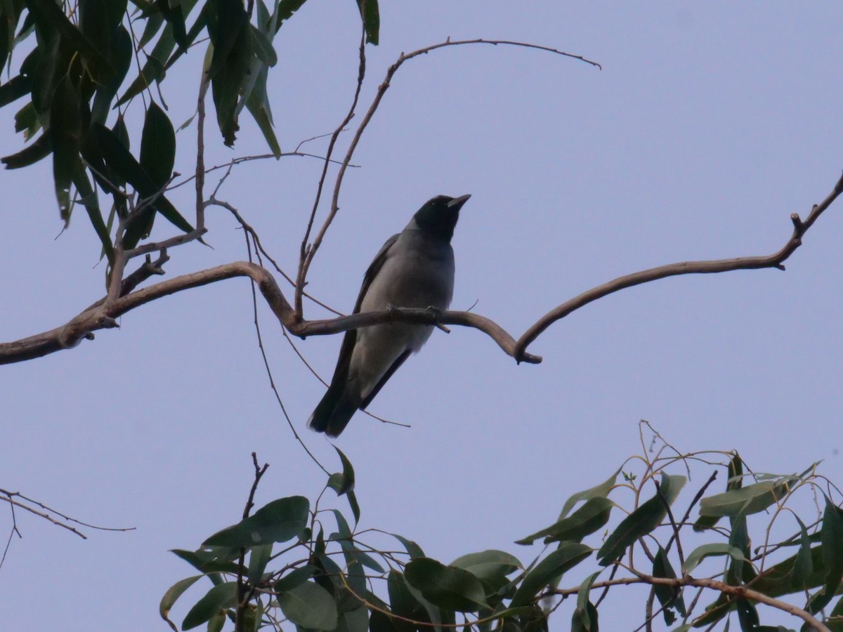 Black-faced Cuckooshrike - ML641984055