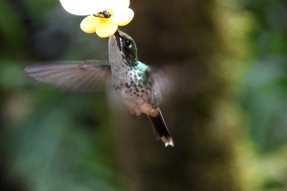 White-booted Racket-tail - ML641984057