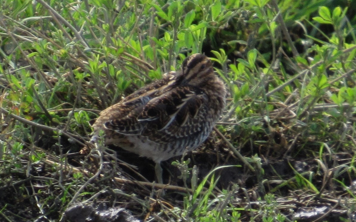bekasina severoamerická - ML641984079