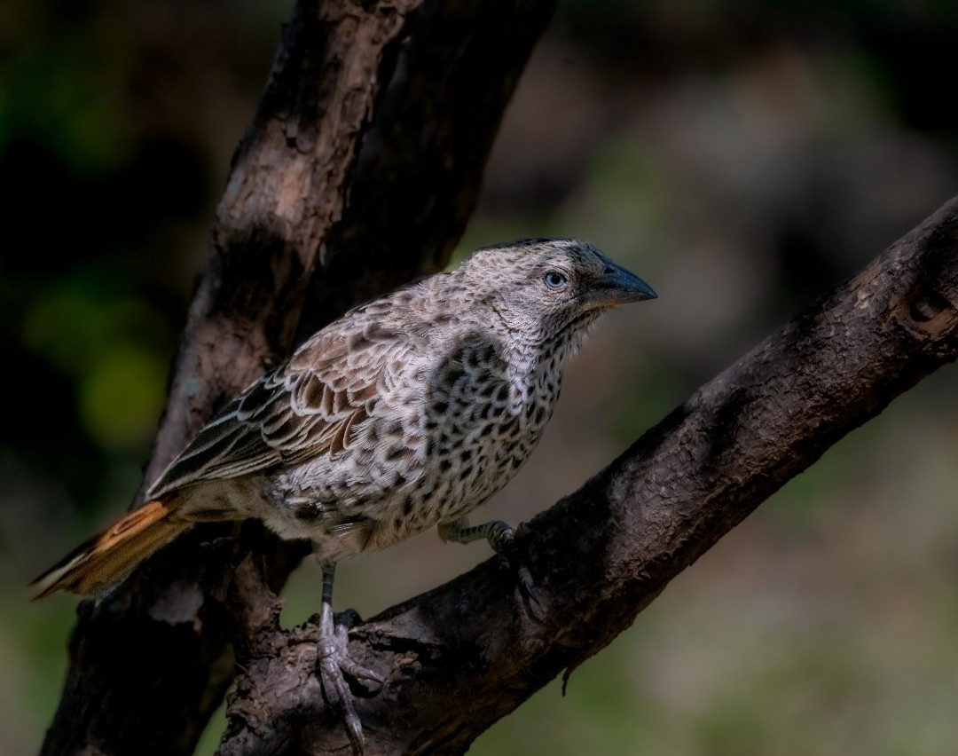 Rufous-tailed Weaver - ML641984082
