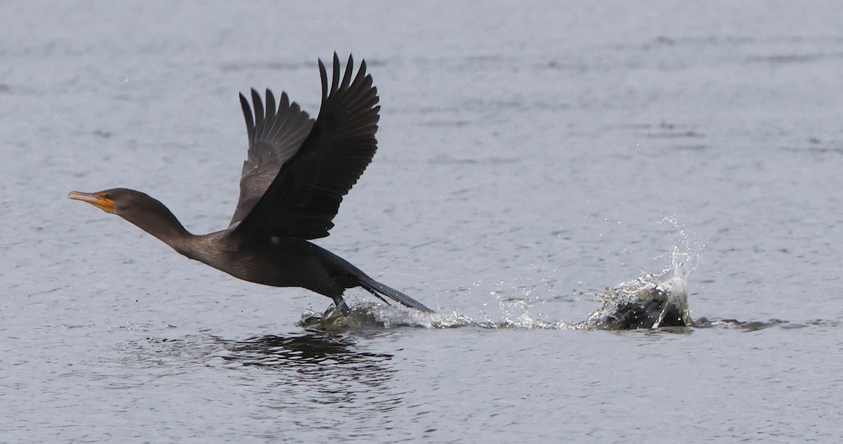 Double-crested Cormorant - ML641984095