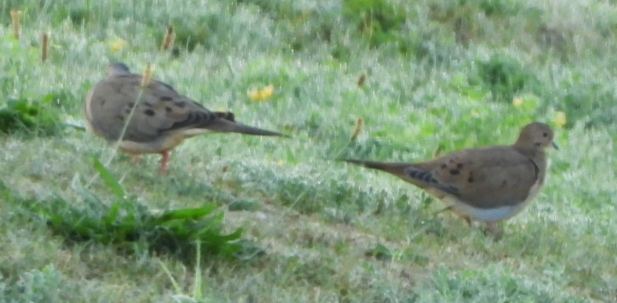 Mourning Dove - ML641984096
