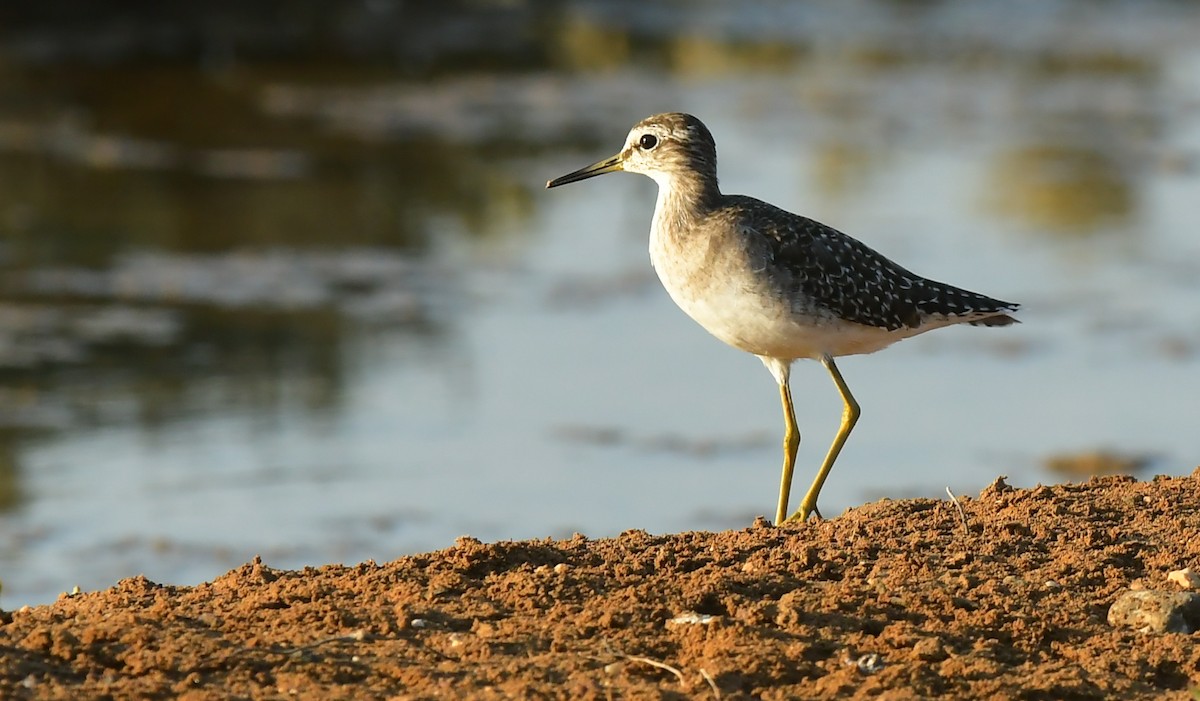 Bruchwasserläufer - ML641984099
